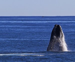 Meet the Marine Big 5 - Gansbaai Daily Blog